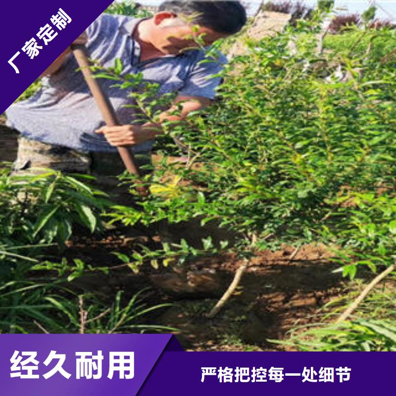 石榴树苗正规厂家生产