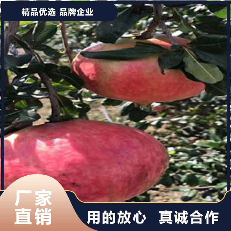 常年供应石榴树苗-现货供应