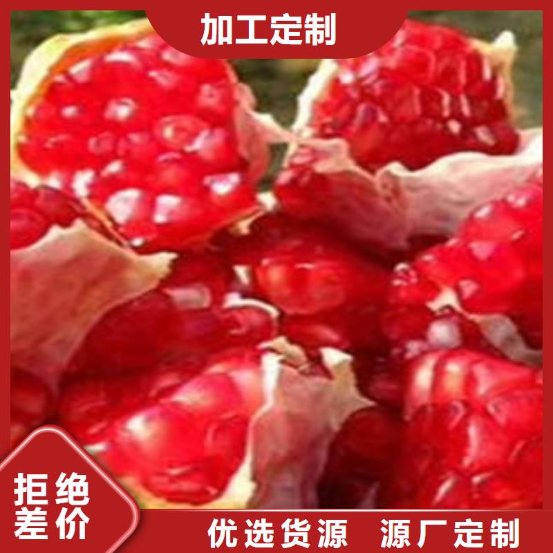 石榴树苗-用心做产品