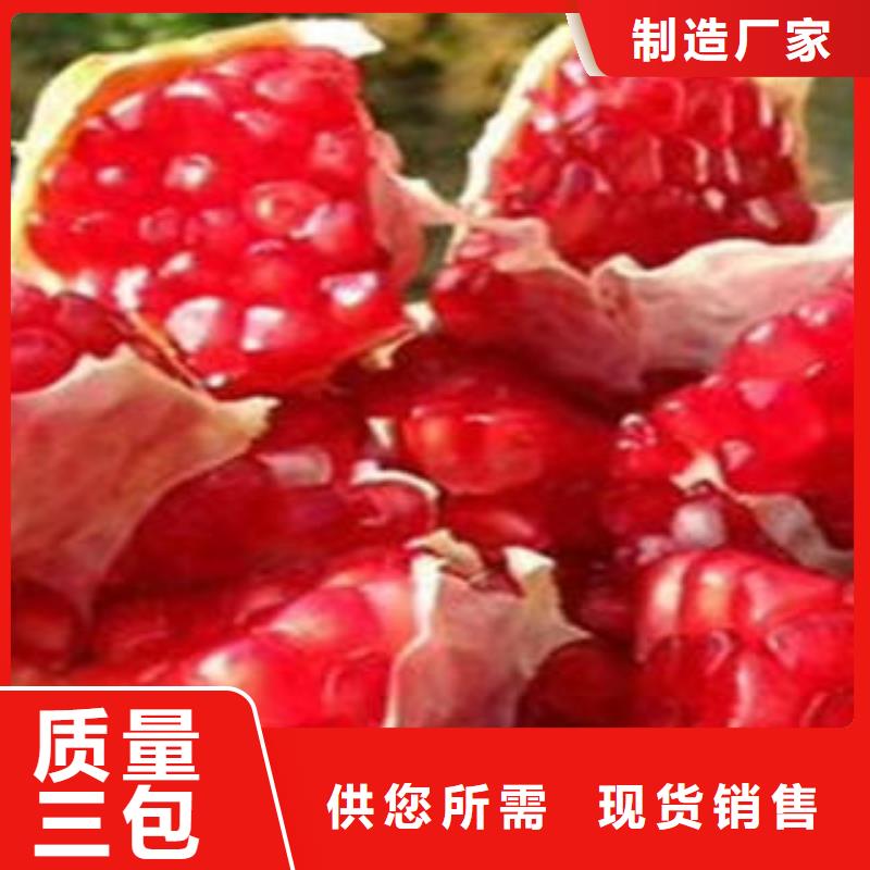 石榴树苗定做-石榴树苗厂