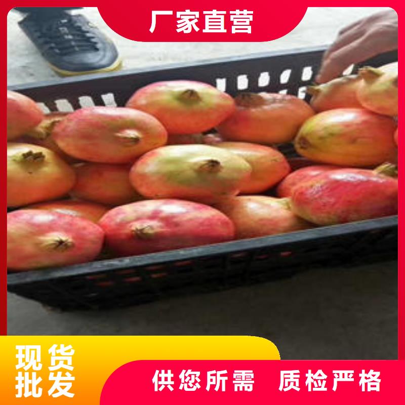 石榴树苗工艺精致
