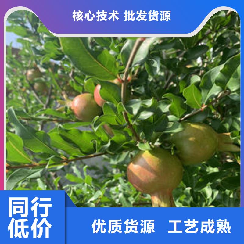 石榴树苗厂家【多图】