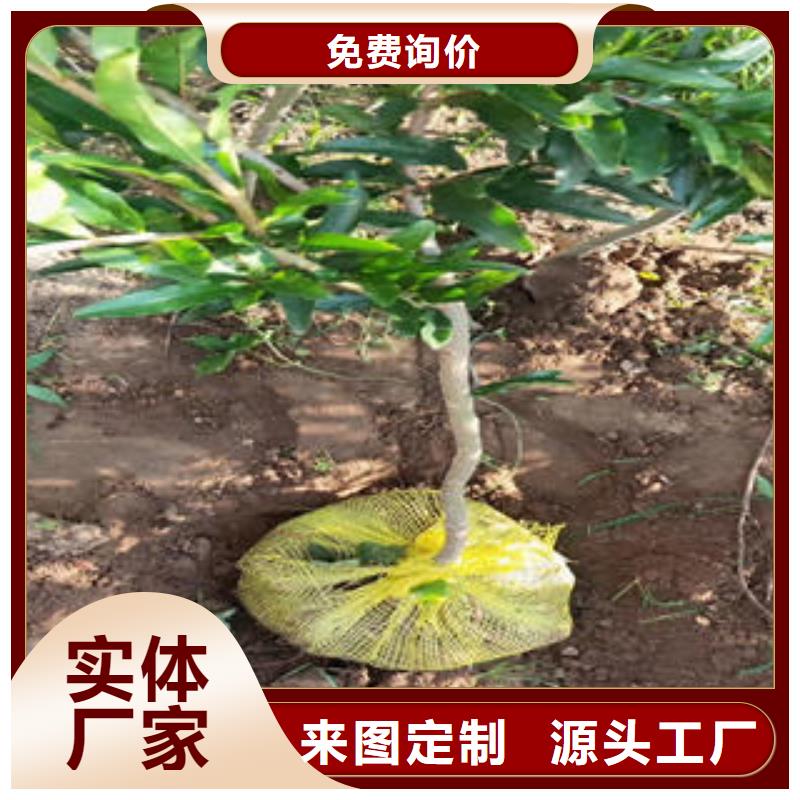 石榴树苗-用心做产品