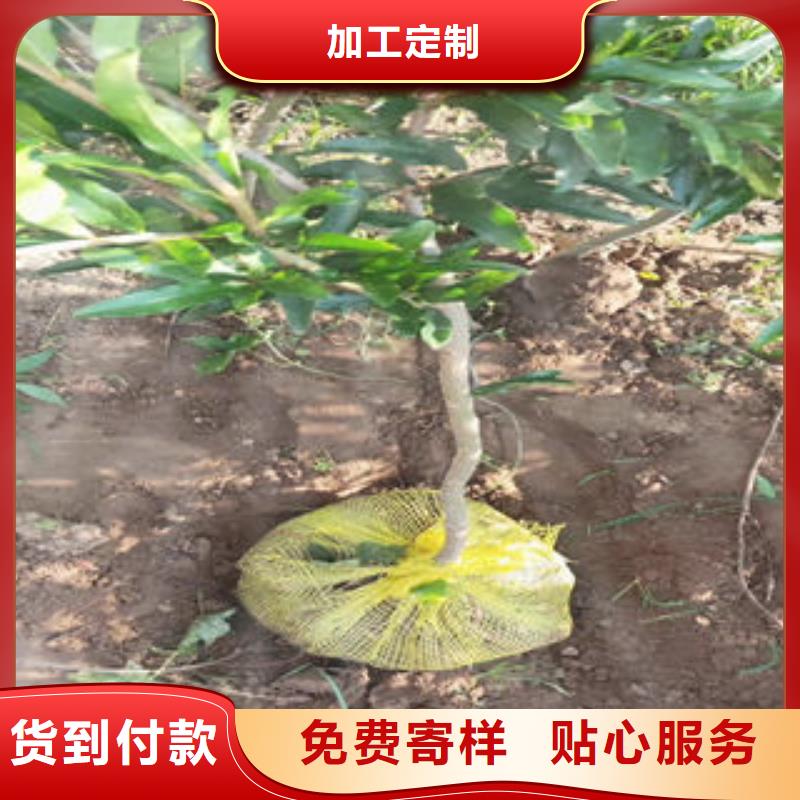 石榴树苗优惠幅度大