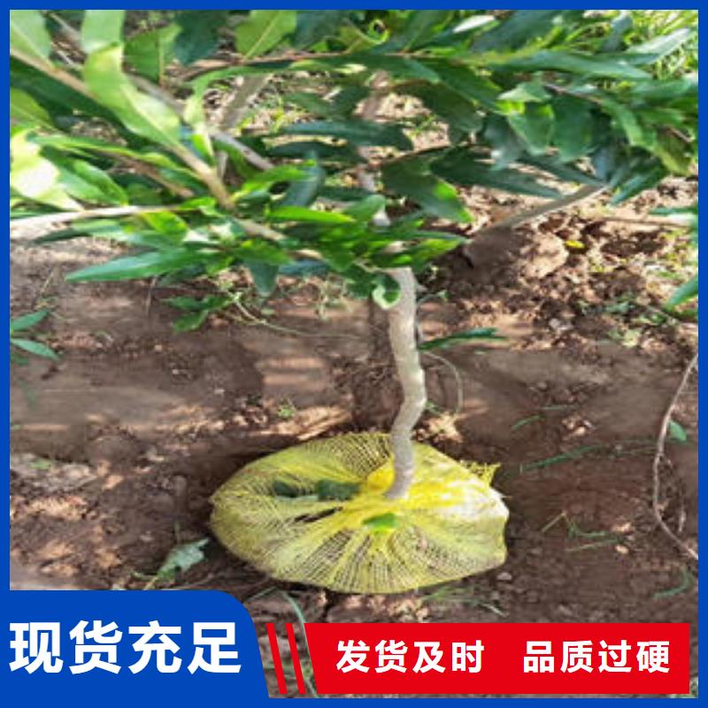 石榴树苗长期供应