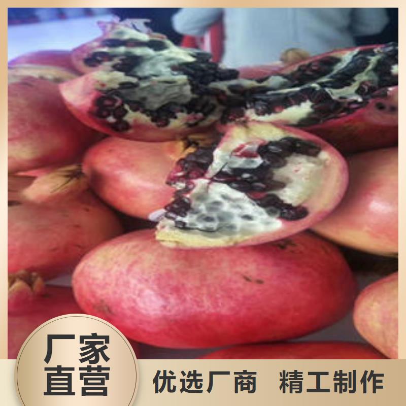 石榴树苗-石榴树苗厂家直发