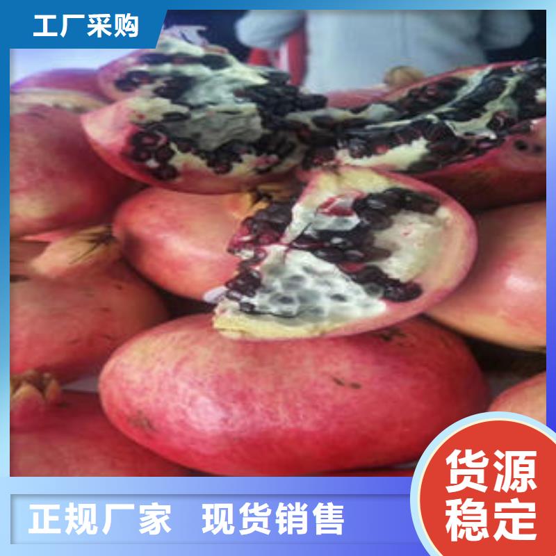 石榴树苗定做-石榴树苗厂