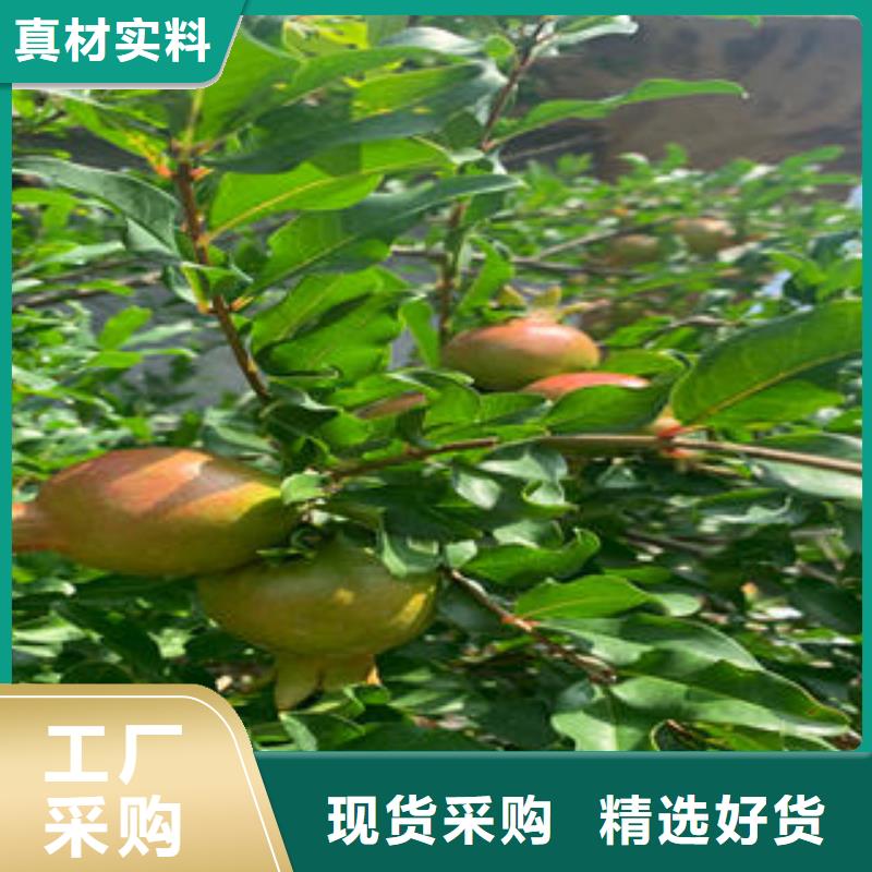 石榴树苗定做-石榴树苗厂
