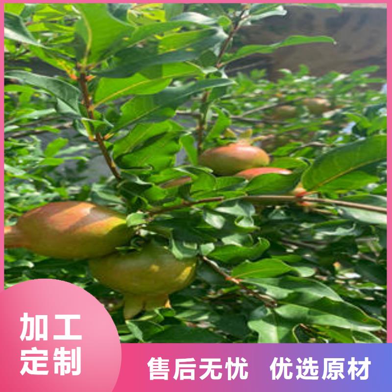 石榴树苗直供