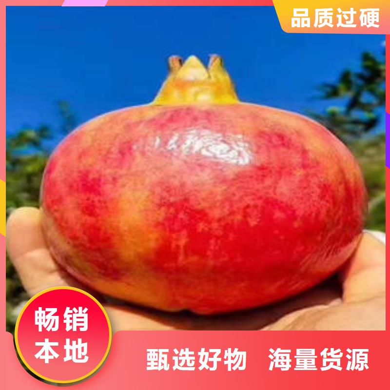 常年供应石榴树苗-省心
