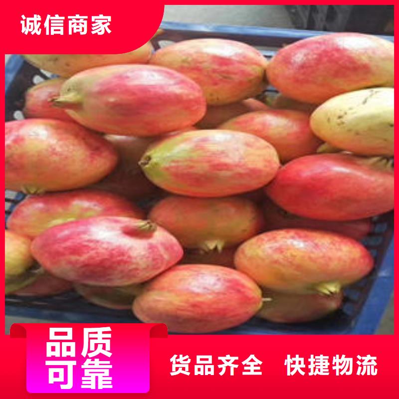 石榴树苗长期供应