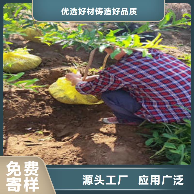 石榴树苗工艺精致