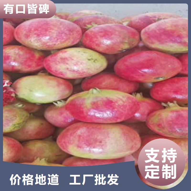 石榴树苗正规厂家生产