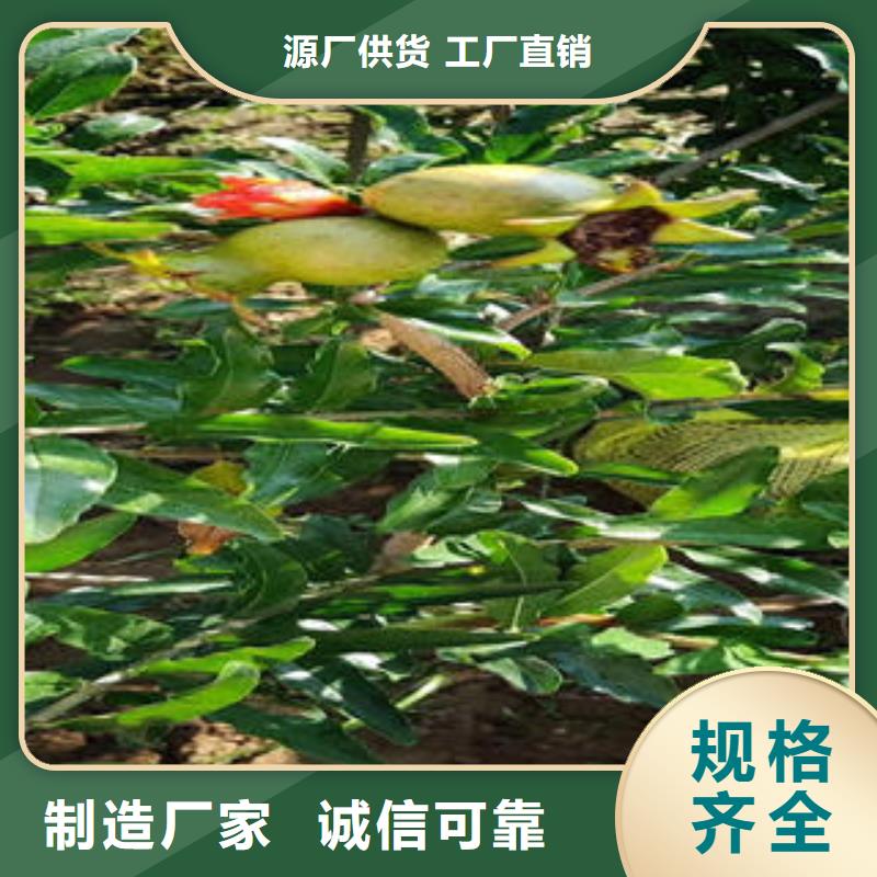 石榴树苗工艺精良