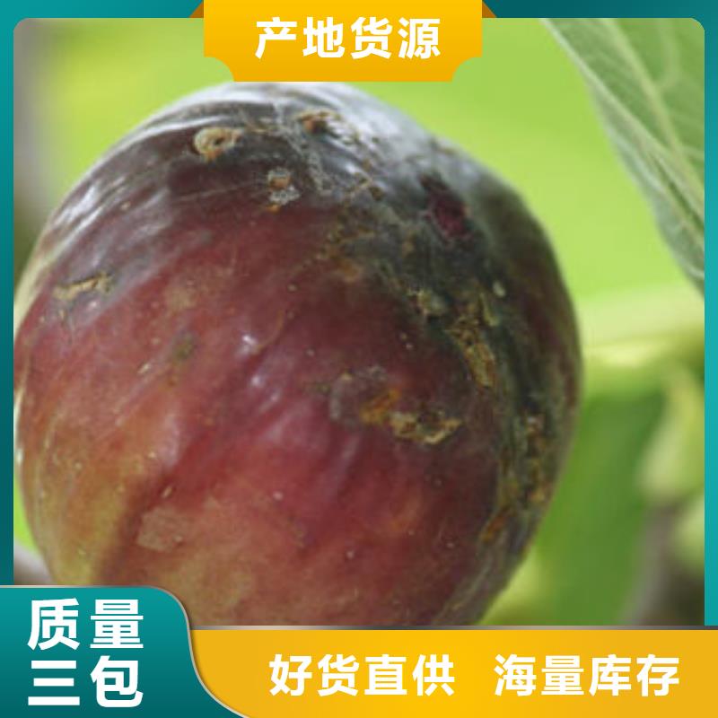 无花果树苗价格行情