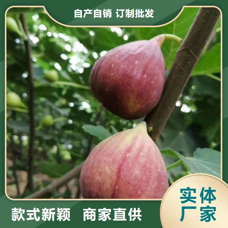 无花果树苗厂家品质可靠