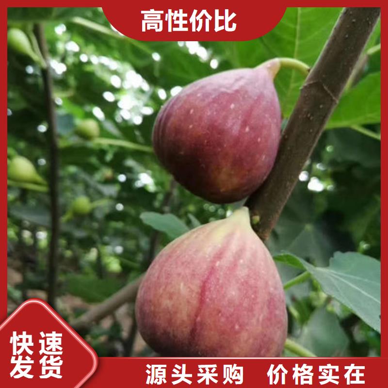 采购无花果树苗必看-价格低