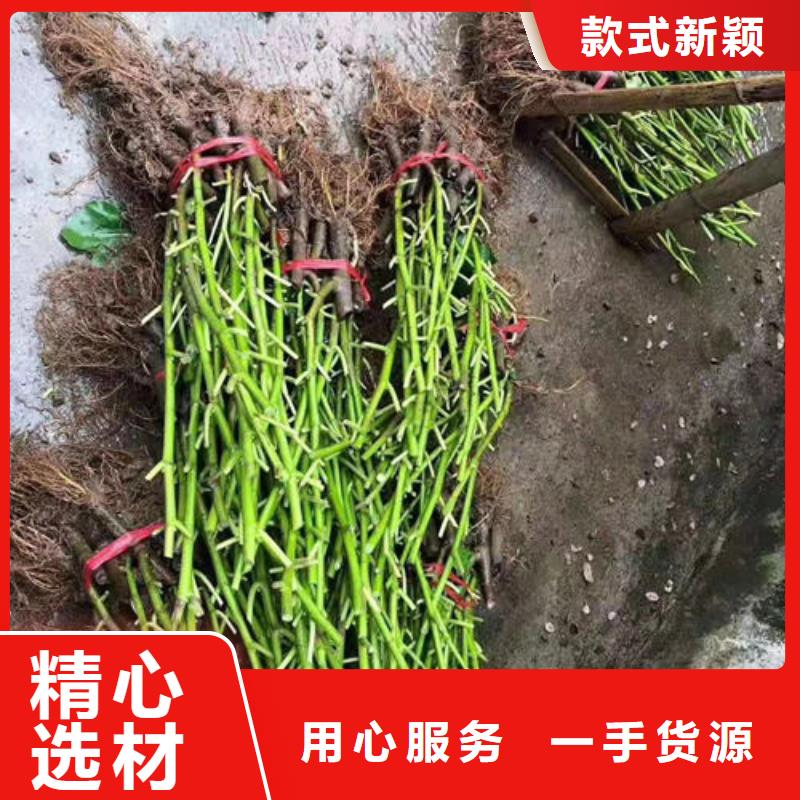 无花果树苗工厂货源