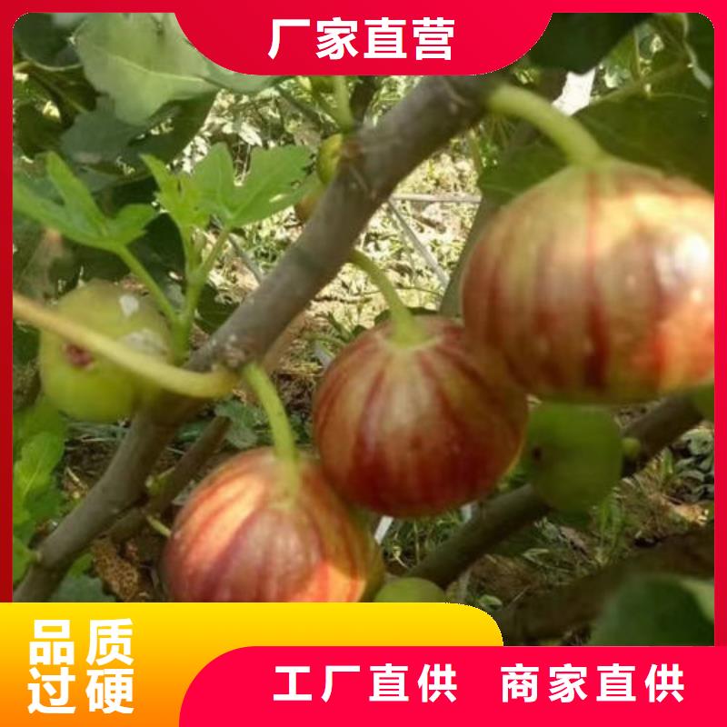 无花果树苗-无花果树苗规格全