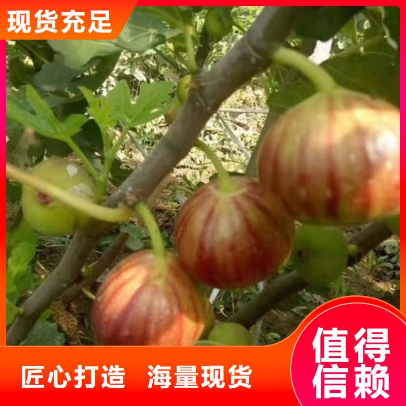无花果树苗工厂货源