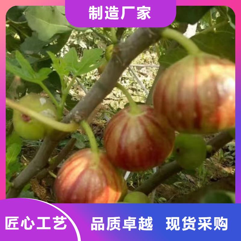 无花果树苗型号齐全