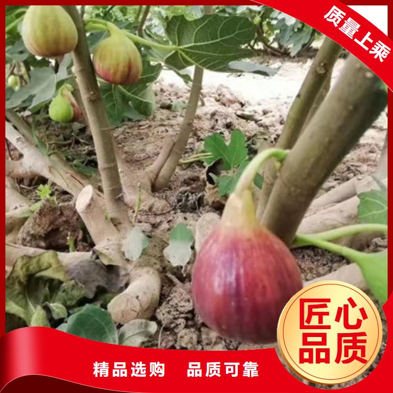 无花果树苗图片-厂家