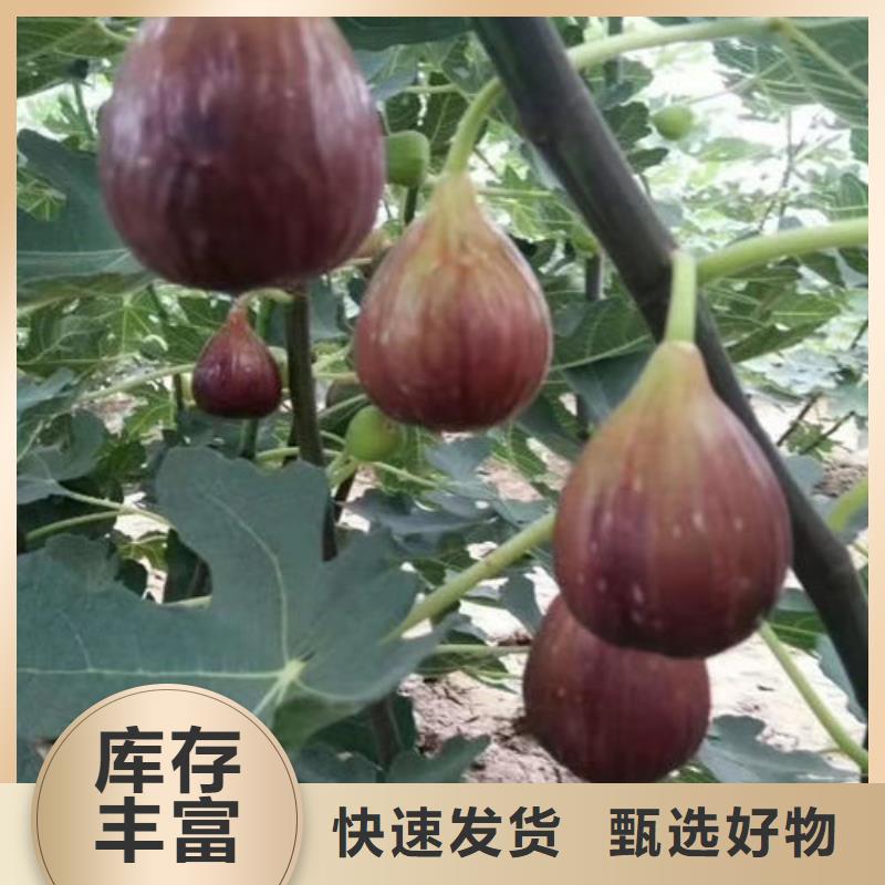 无花果树苗厂家-认准泰源苗木基地