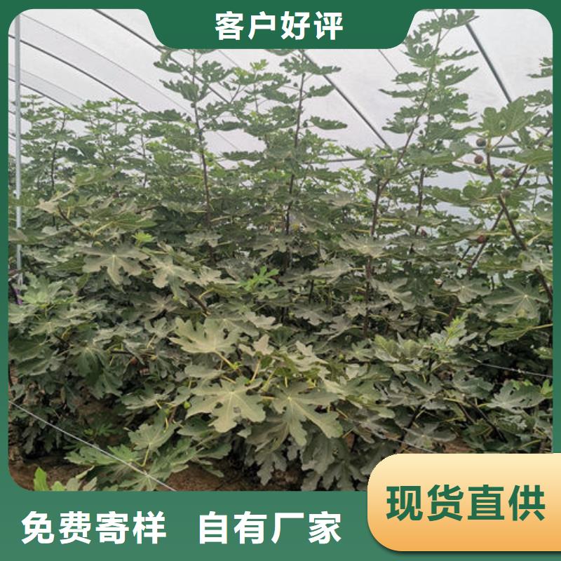 无花果树苗货到付款厂家