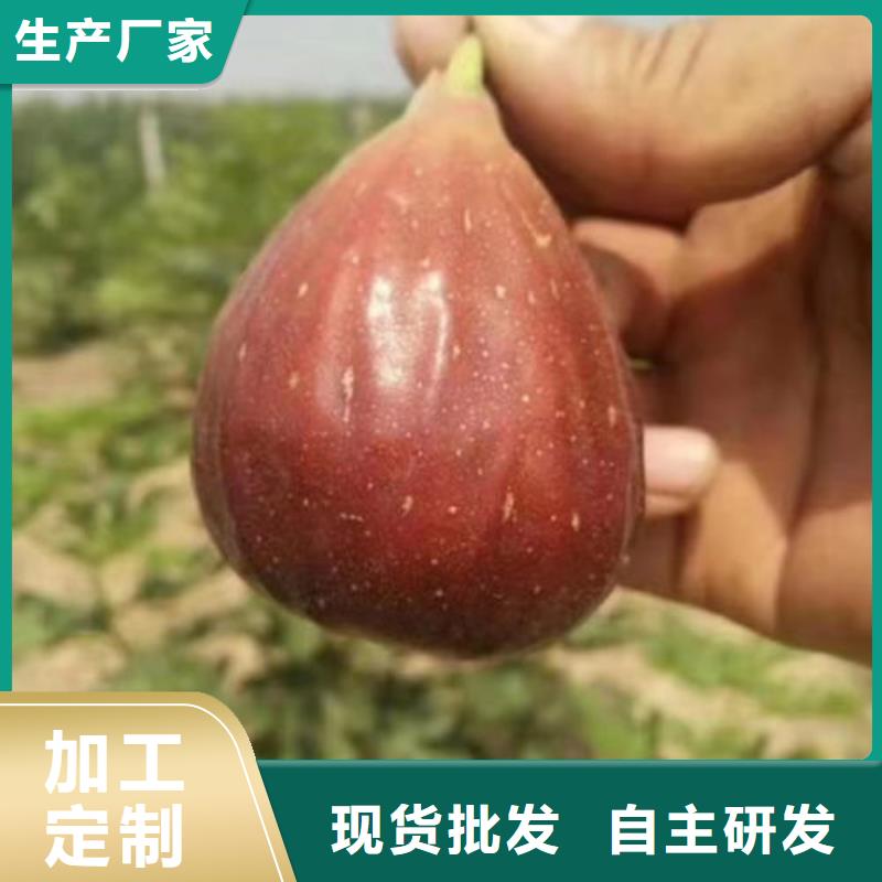 工期快的无花果树苗厂家