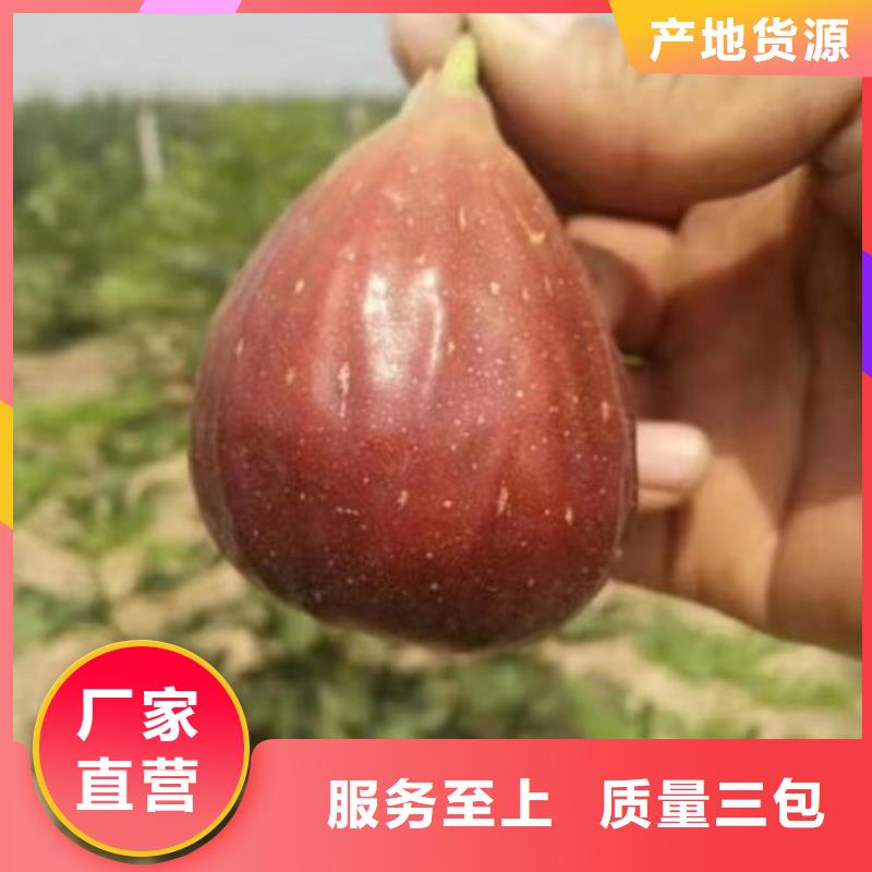 无花果树苗买的放心