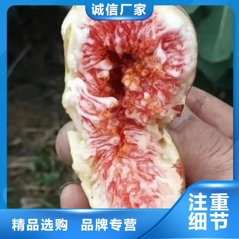 无花果树苗厂家直销-找泰源苗木基地