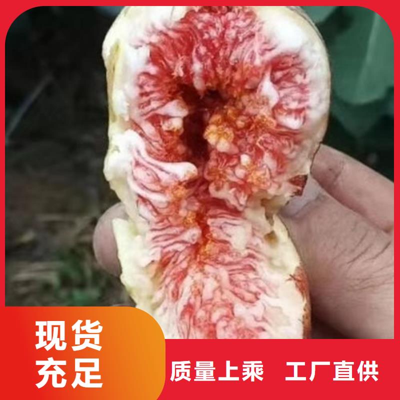 做无花果树苗的生产厂家