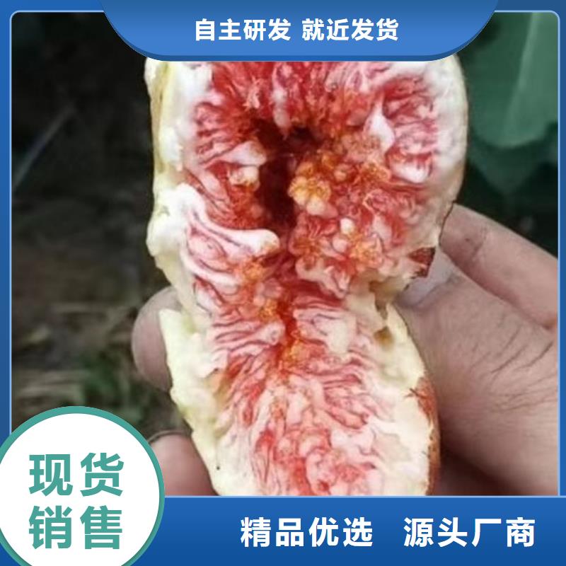 无花果树苗厂家-认准泰源苗木基地