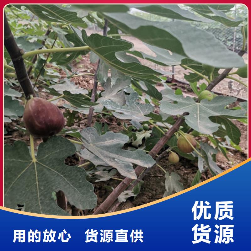无花果树苗厂家直销-找泰源苗木基地