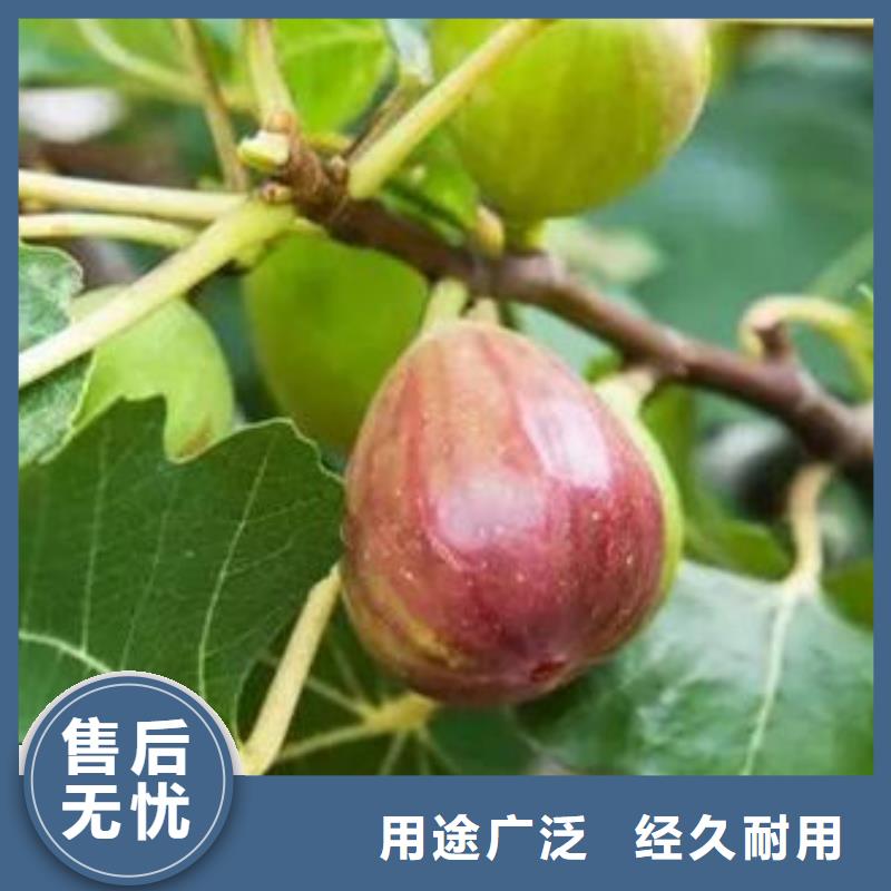 无花果树苗市场现货价格