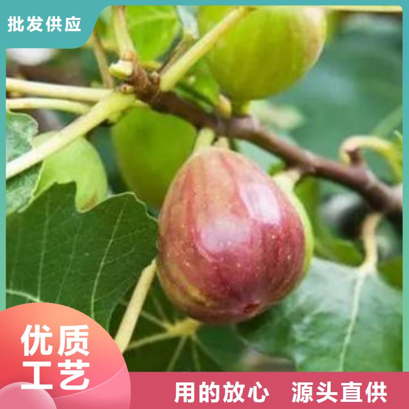 抚宁无花果树苗可靠的商家