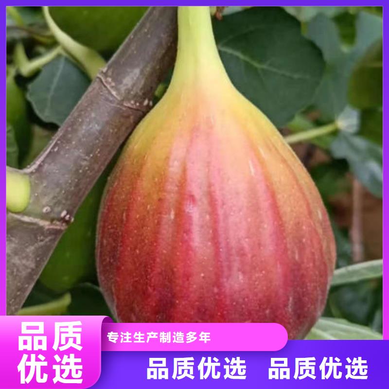 采购无花果树苗必看-价格低