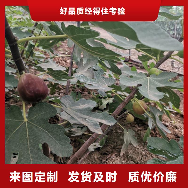 无花果树苗-2025厂家热销产品
