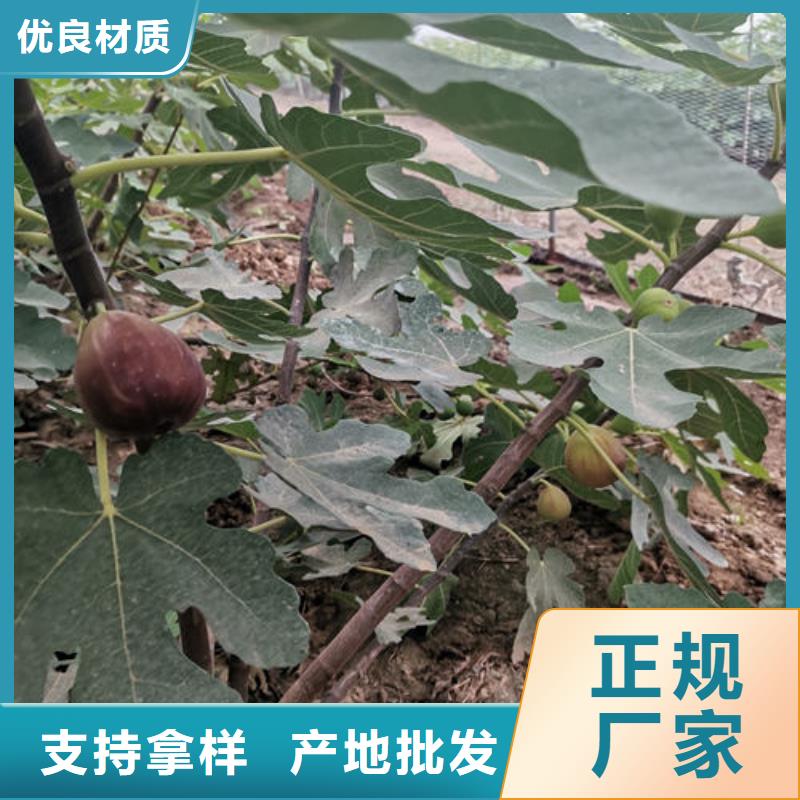 无花果树苗_快来了解