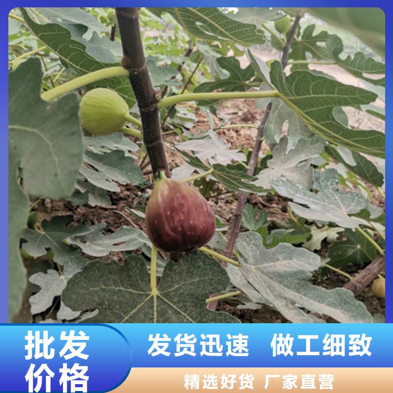 无花果树苗公司