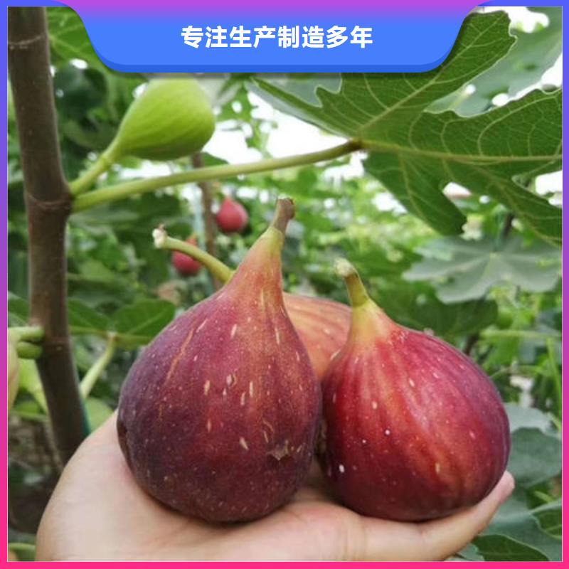 无花果树苗市场价