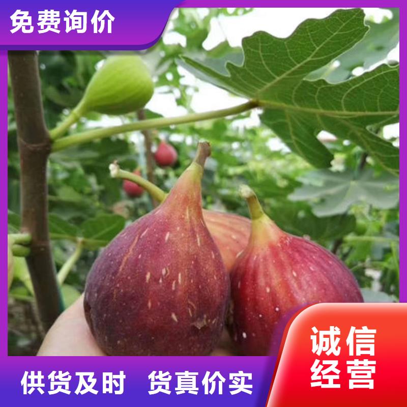 无花果树苗大品牌放心购