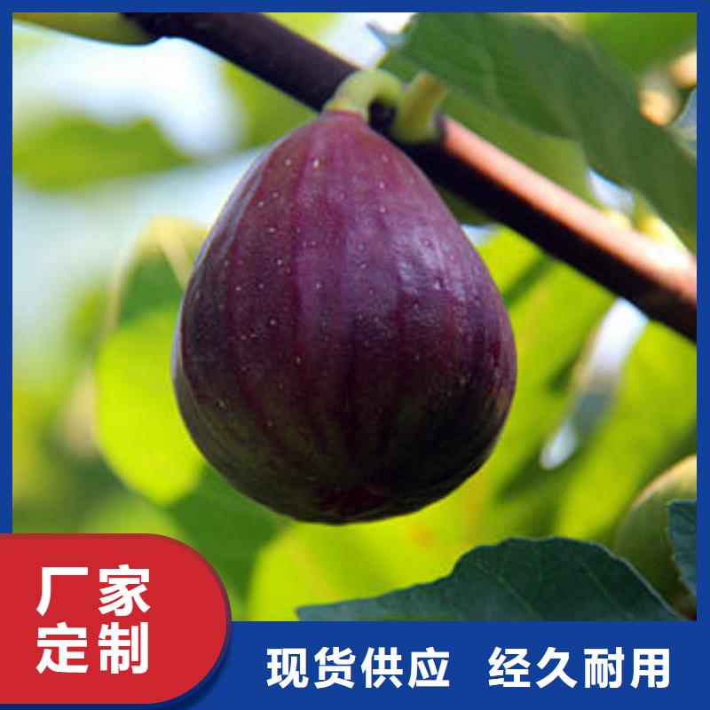 无花果树苗直销厂家