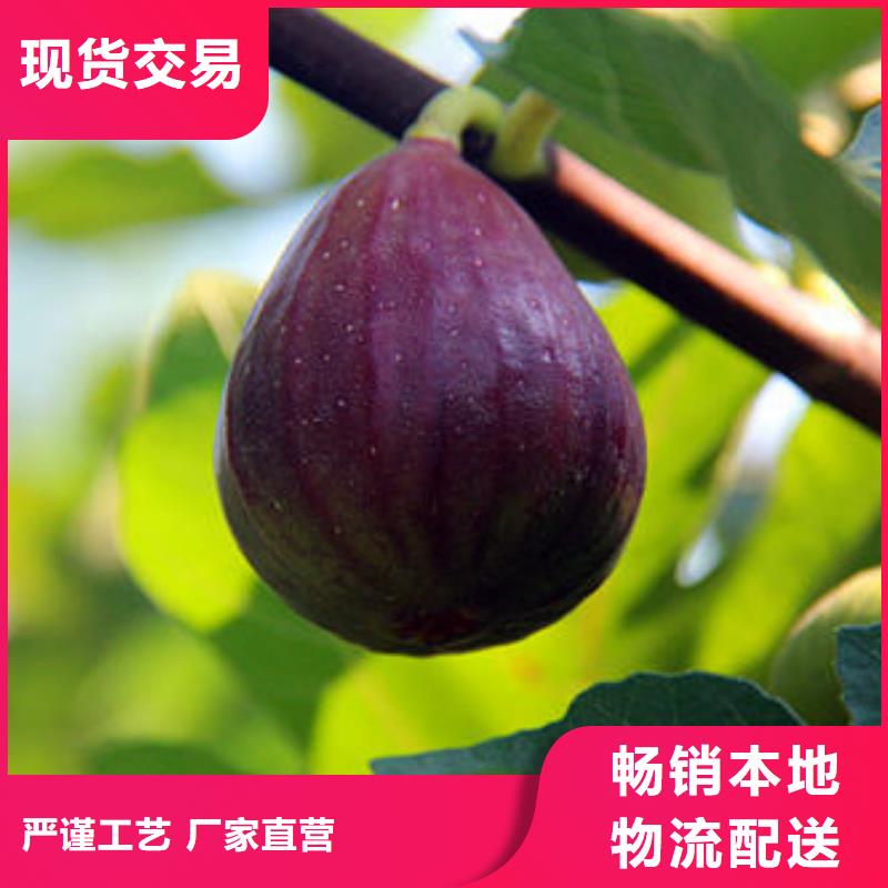 无花果树苗价格行情