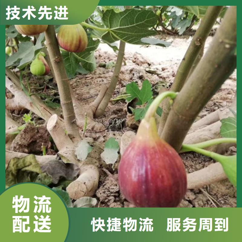 发货及时的无花果树苗生产厂家