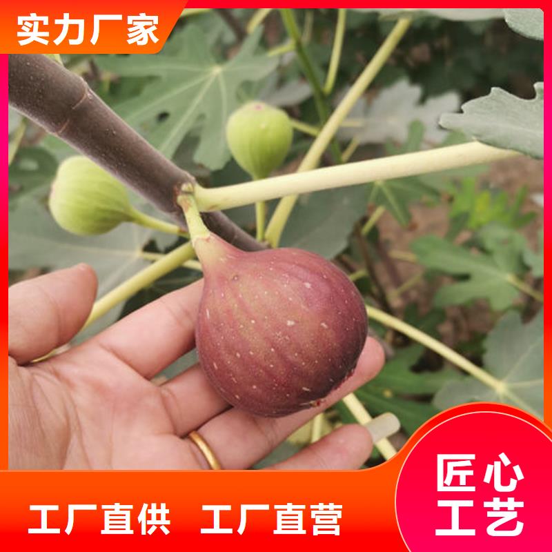 发货及时的无花果树苗生产厂家