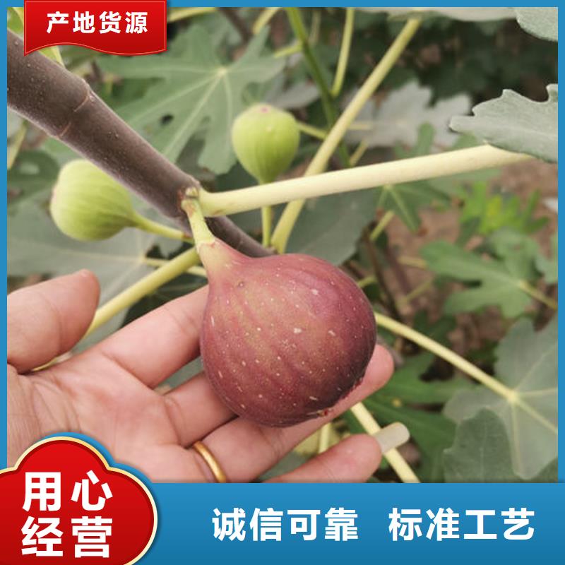 无花果树苗厂家实力可靠