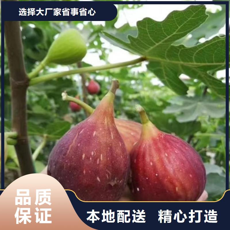 2025实体厂家#抚宁无花果树苗#来电优惠