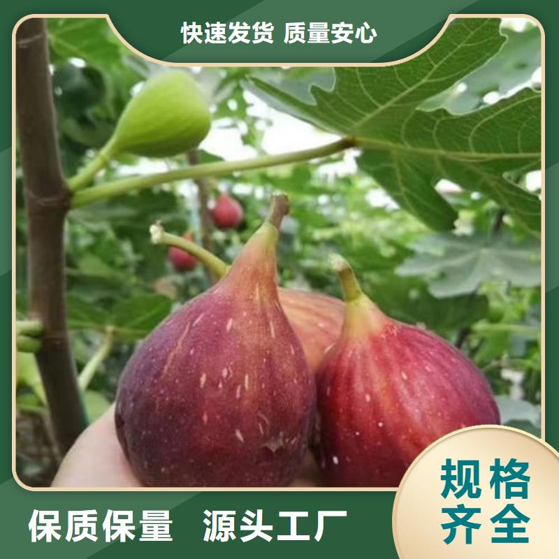 无花果树苗厂家品质可靠