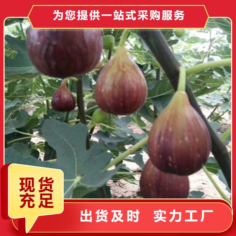 无花果树苗视频展示